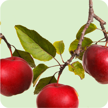Apples