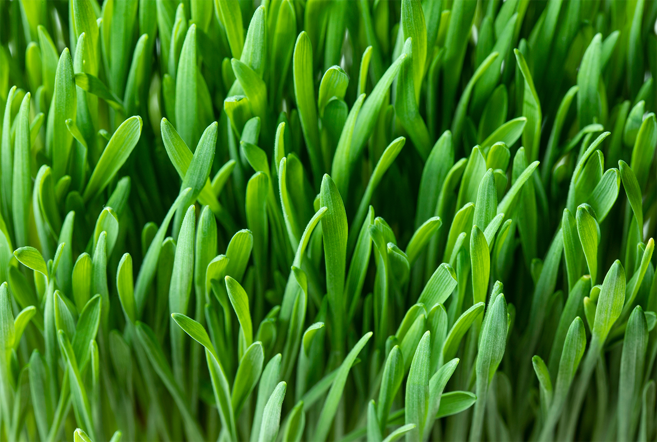 Wheat Grass